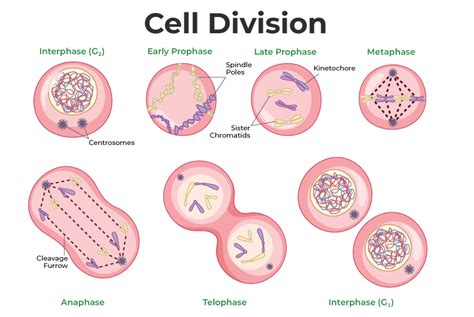 how many cells are formed as a result of mitosis|25.1: Cell division: Mitosis .